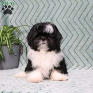 Buster, Shih Tzu Puppy
